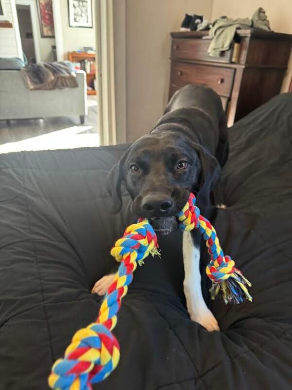 Picture of the Animal Listed